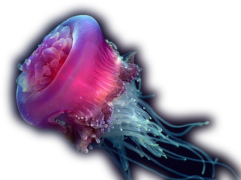 Jellyfish